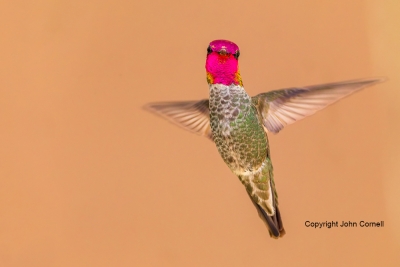 Annas-Hummingbird;Broad-billed-Hummingbird;Calypte-anna;Flying-Bird;Hummingbird;